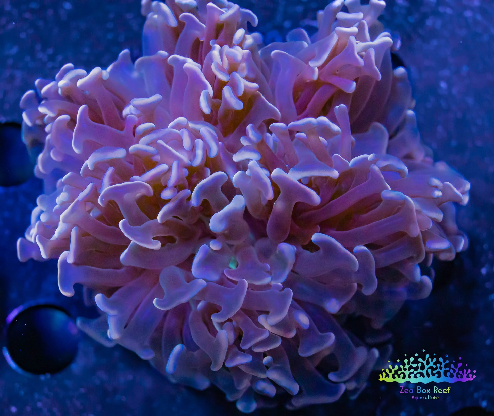 Hammer Coral- LPS- Hammer Coral Pack WYSIWYG Hammer Coral- LPS- Hammer Coral Pack WYSIWYG LPS Hammer Coral- LPS- Hammer Coral Pack WYSIWYG Zeo Box Reef