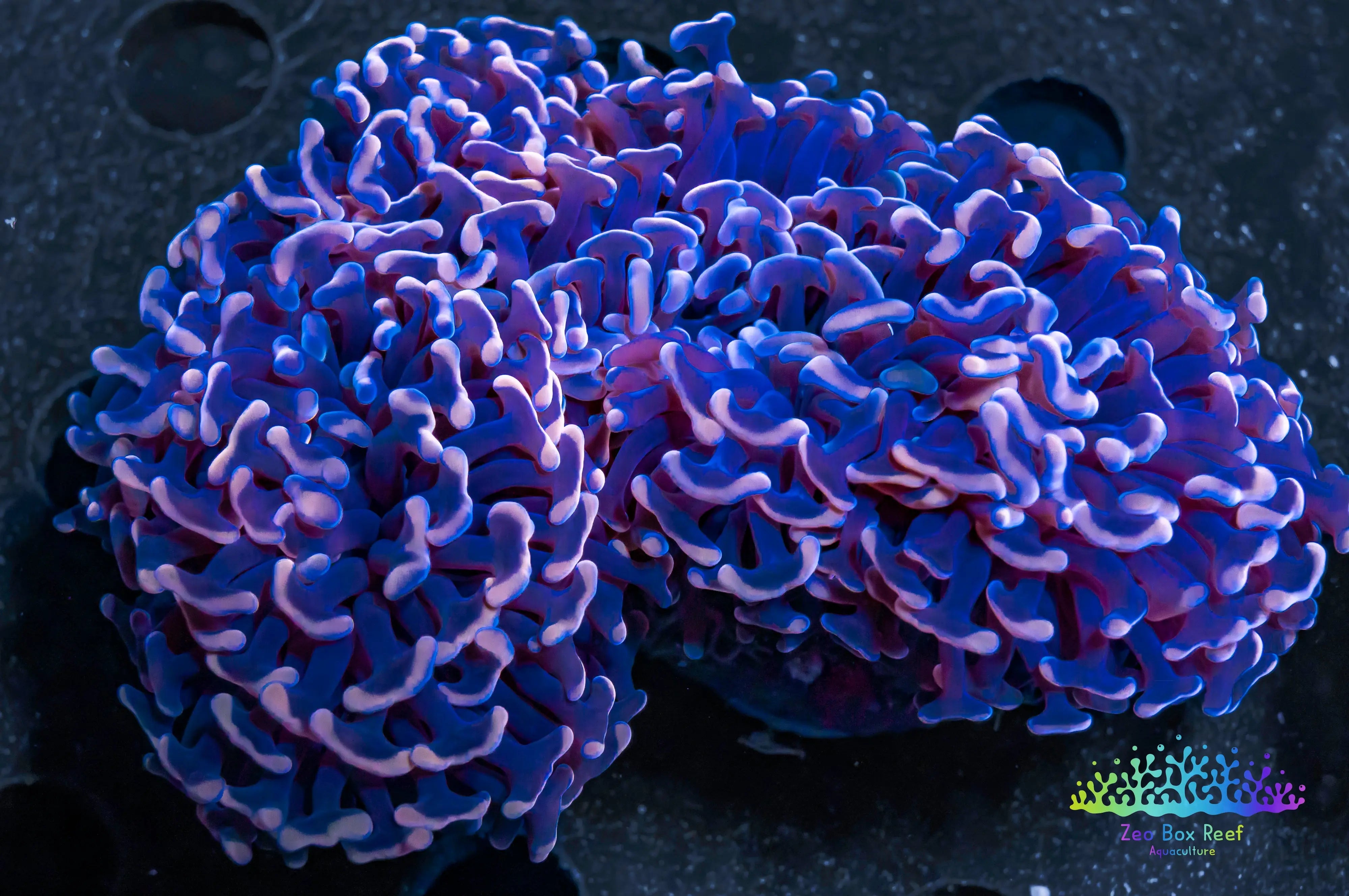 Open media 2 in modal