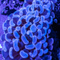 Hammer Coral WYSIWYG 4cm Hammer Coral WYSIWYG 4cm Aquarium Decor Hammer Coral WYSIWYG 4cm Zeo Box Reef