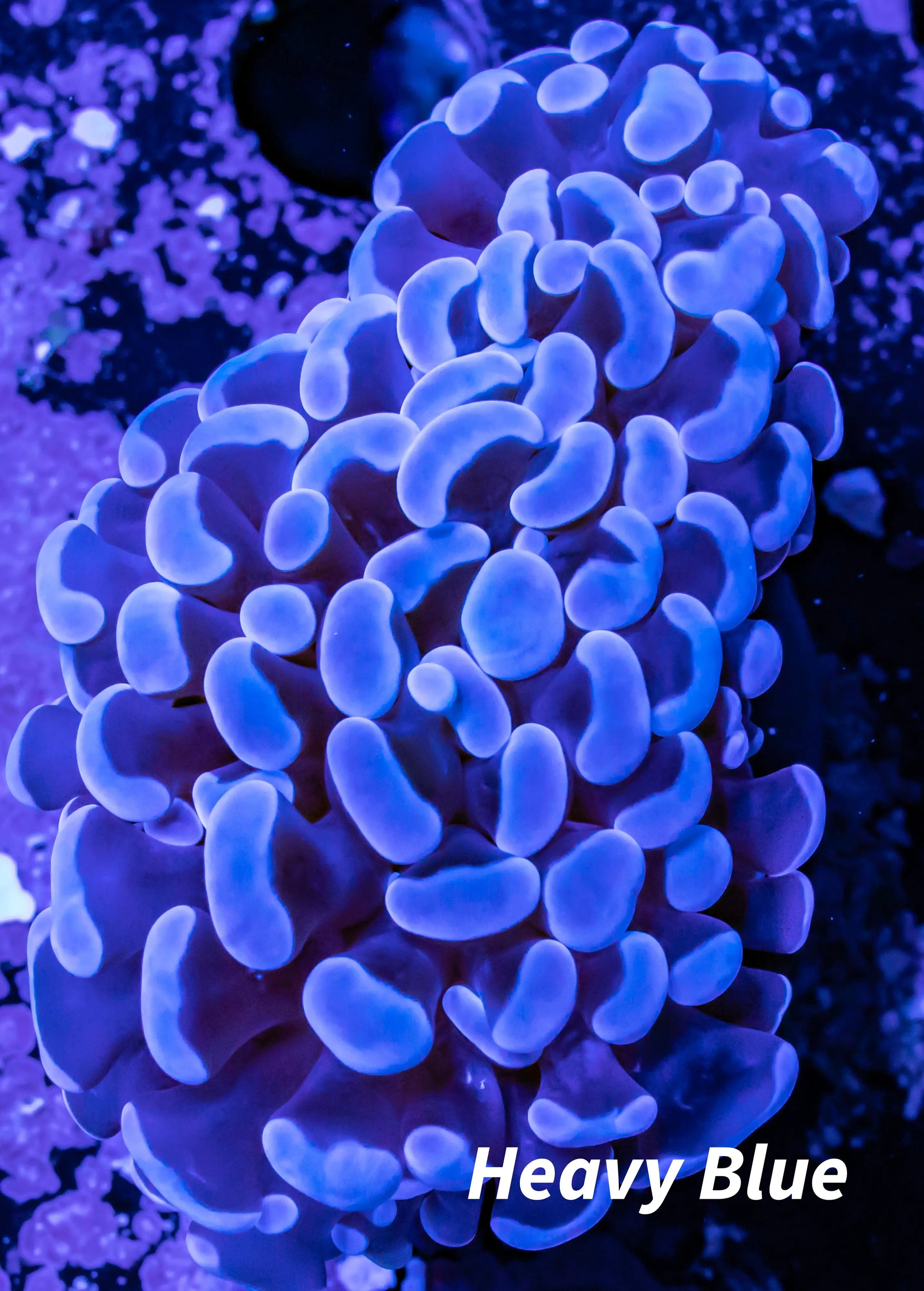 Hammer Coral WYSIWYG 4cm Hammer Coral WYSIWYG 4cm Aquarium Decor Hammer Coral WYSIWYG 4cm Zeo Box Reef