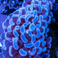 Hammer Coral WYSIWYG 4cm Hammer Coral WYSIWYG 4cm Aquarium Decor Hammer Coral WYSIWYG 4cm Zeo Box Reef