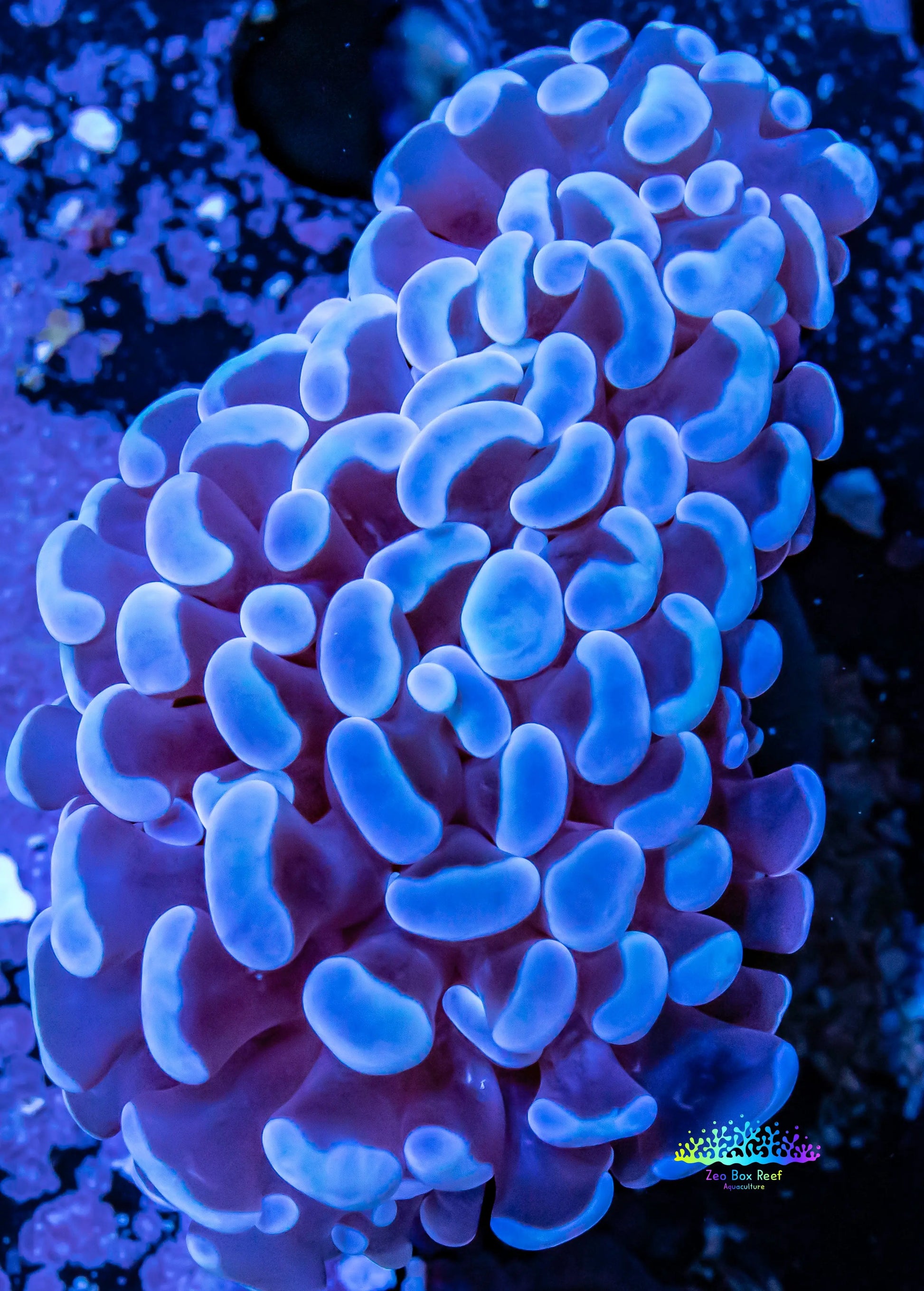 Hammer Coral WYSIWYG 4cm Hammer Coral WYSIWYG 4cm Aquarium Decor Hammer Coral WYSIWYG 4cm Zeo Box Reef