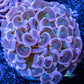 Hammer Coral WYSIWYG 5cm Hammer Coral WYSIWYG 5cm Aquarium Decor Hammer Coral WYSIWYG 5cm Zeo Box Reef