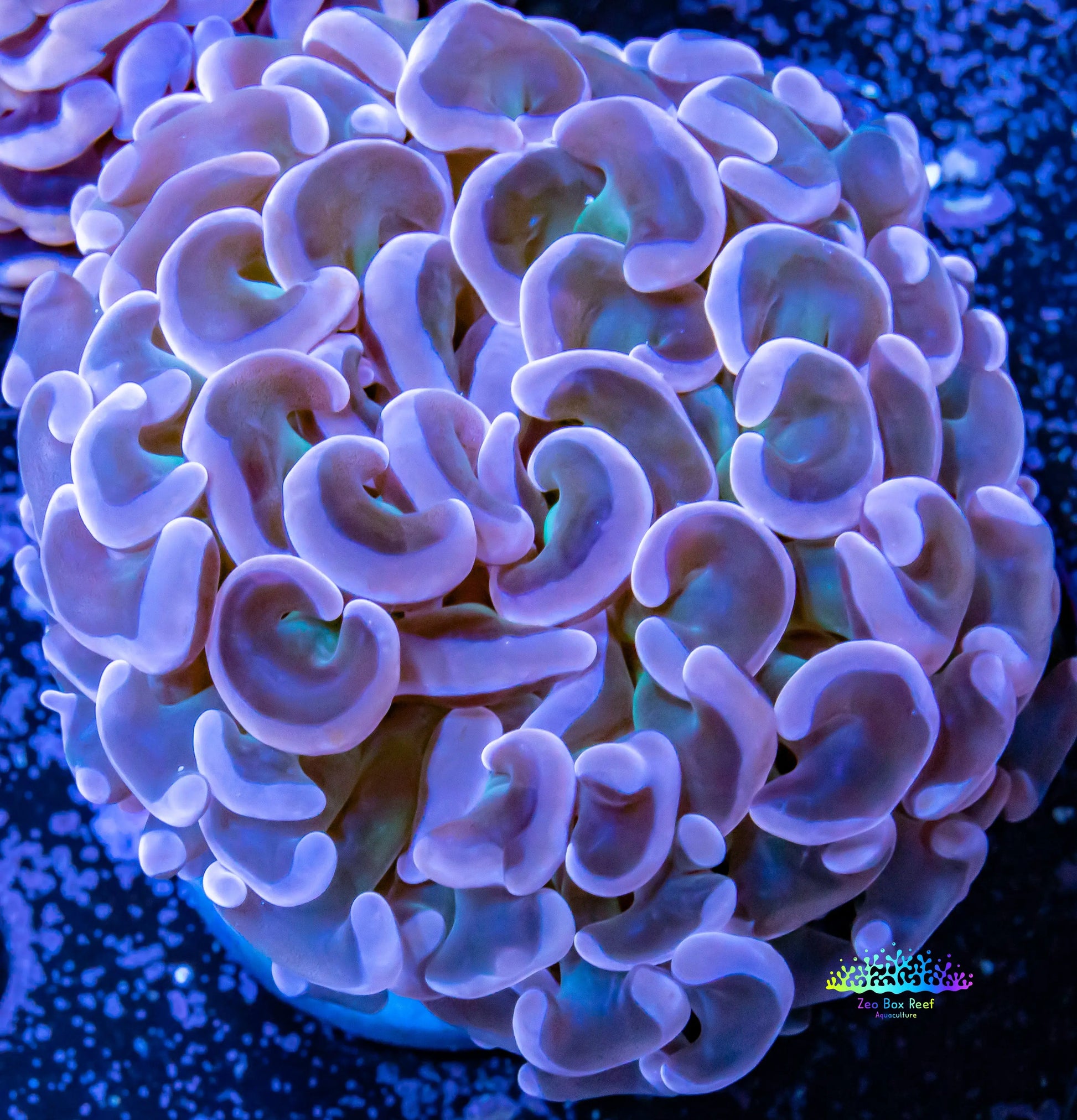 Hammer Coral WYSIWYG 5cm Hammer Coral WYSIWYG 5cm Aquarium Decor Hammer Coral WYSIWYG 5cm Zeo Box Reef