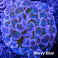 Hammer Coral WYSIWYG 5cm Hammer Coral WYSIWYG 5cm Aquarium Decor Hammer Coral WYSIWYG 5cm Zeo Box Reef