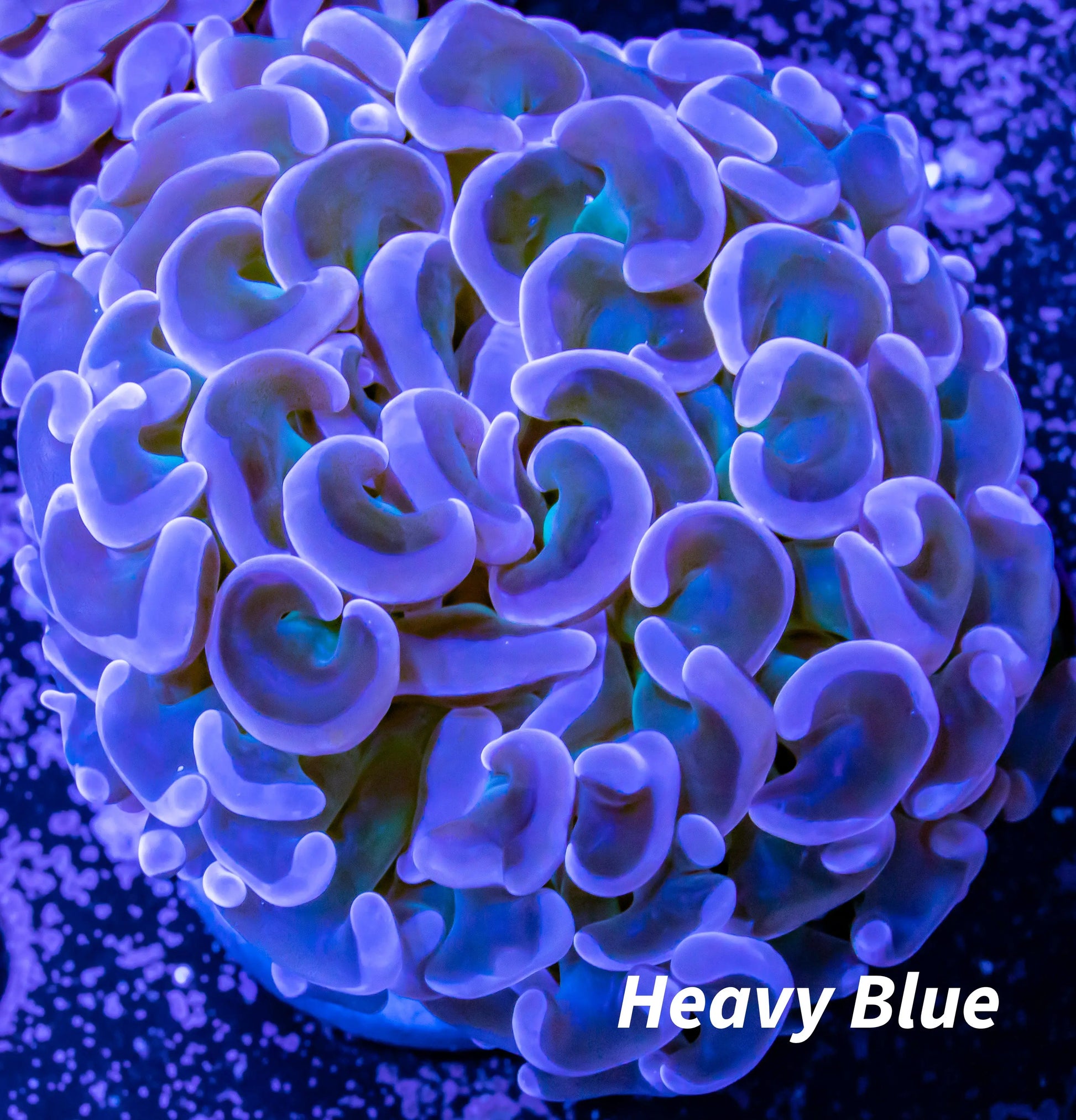 Hammer Coral WYSIWYG 5cm Hammer Coral WYSIWYG 5cm Aquarium Decor Hammer Coral WYSIWYG 5cm Zeo Box Reef