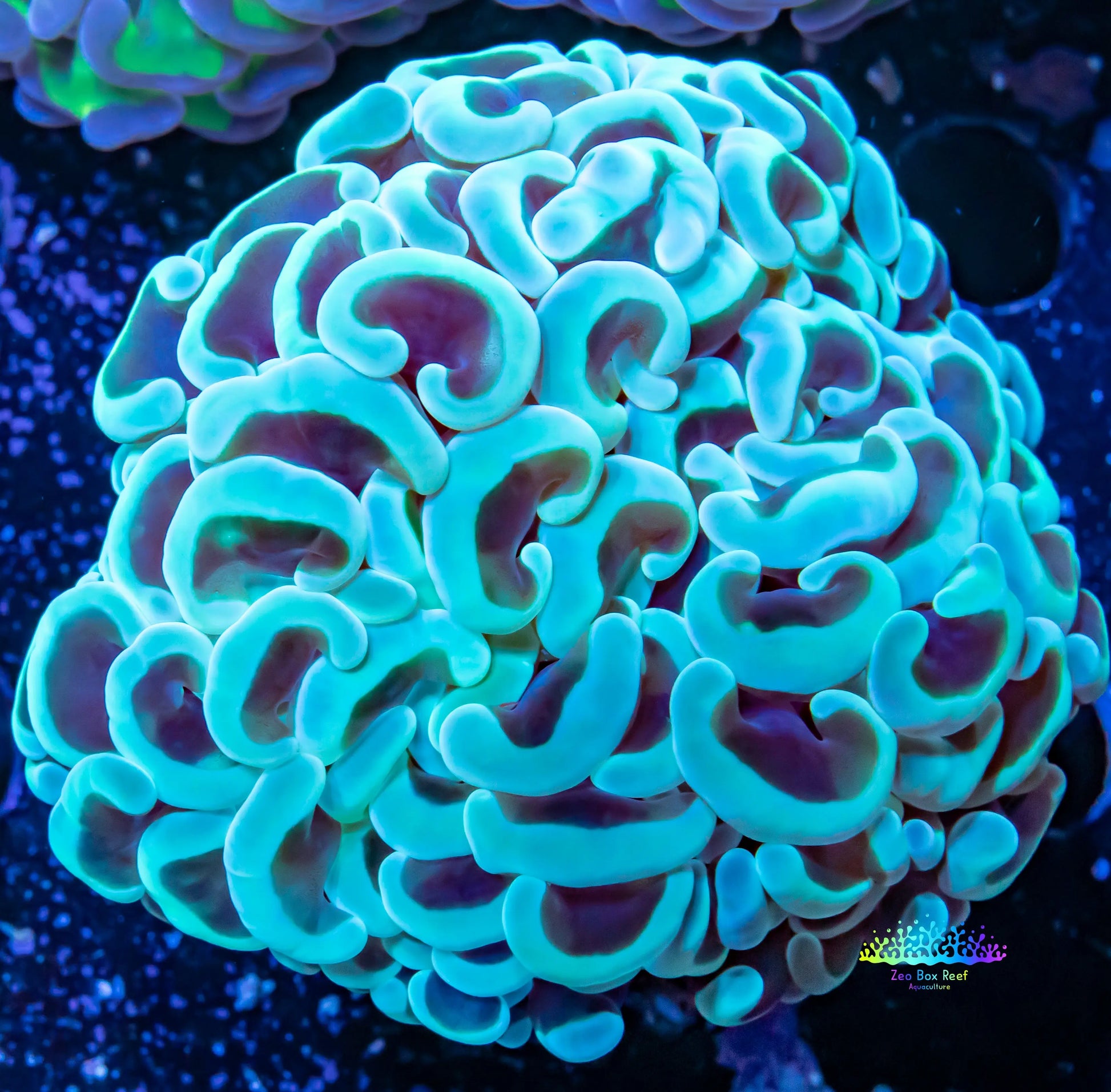 Hammer Coral WYSIWYG 5cm Hammer Coral WYSIWYG 5cm Aquarium Decor Hammer Coral WYSIWYG 5cm Zeo Box Reef