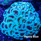 Hammer Coral WYSIWYG 5cm Hammer Coral WYSIWYG 5cm Aquarium Decor Hammer Coral WYSIWYG 5cm Zeo Box Reef