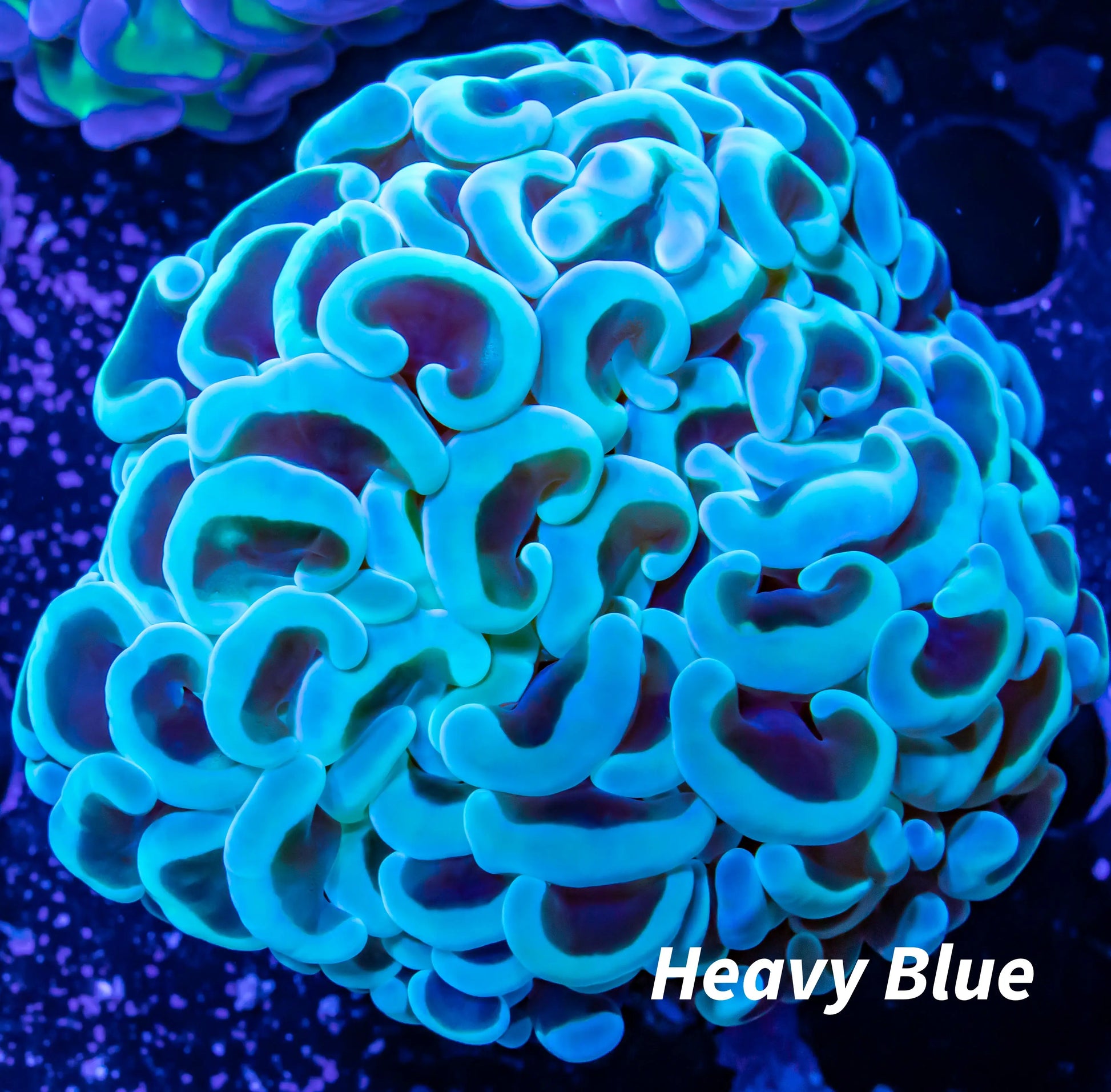 Hammer Coral WYSIWYG 5cm Hammer Coral WYSIWYG 5cm Aquarium Decor Hammer Coral WYSIWYG 5cm Zeo Box Reef