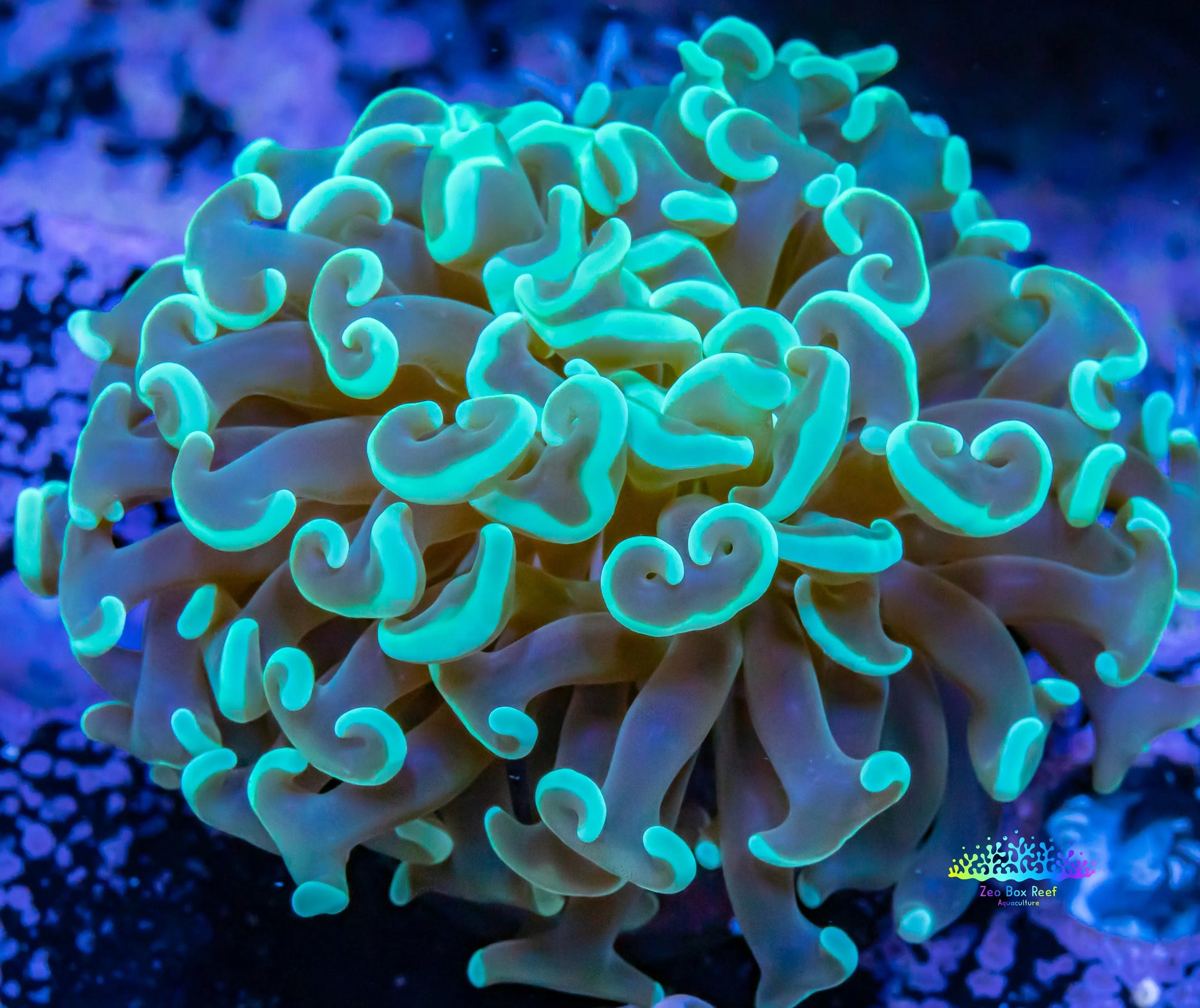 Hammer Coral WYSIWYG 5cm Hammer Coral WYSIWYG 5cm Aquarium Decor Hammer Coral WYSIWYG 5cm Zeo Box Reef