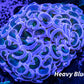Hammer Coral WYSIWYG 5cm Hammer Coral WYSIWYG 5cm Aquarium Decor Hammer Coral WYSIWYG 5cm Zeo Box Reef