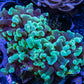 Hammer Coral WYSIWYG 5cm Hammer Coral WYSIWYG 5cm Aquarium Decor Hammer Coral WYSIWYG 5cm Zeo Box Reef