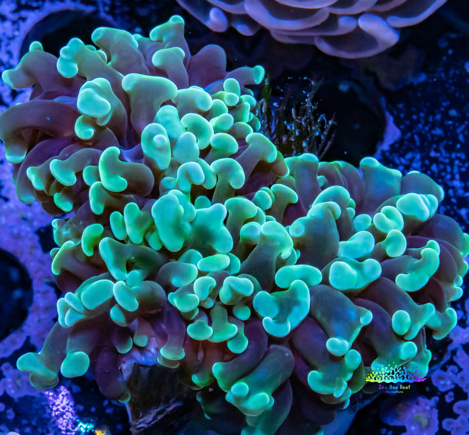 Hammer Coral WYSIWYG 5cm Hammer Coral WYSIWYG 5cm Aquarium Decor Hammer Coral WYSIWYG 5cm Zeo Box Reef