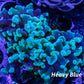 Hammer Coral WYSIWYG 5cm Hammer Coral WYSIWYG 5cm Aquarium Decor Hammer Coral WYSIWYG 5cm Zeo Box Reef