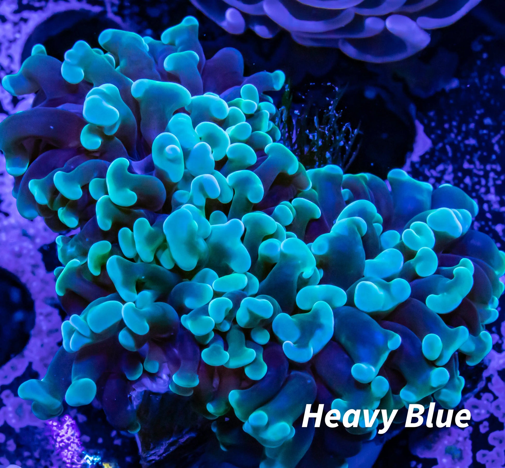 Hammer Coral WYSIWYG 5cm Hammer Coral WYSIWYG 5cm Aquarium Decor Hammer Coral WYSIWYG 5cm Zeo Box Reef