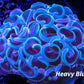 Hammer Coral WYSIWYG 5cm Hammer Coral WYSIWYG 5cm Aquarium Decor Hammer Coral WYSIWYG 5cm Zeo Box Reef