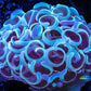 Hammer Coral WYSIWYG 5cm Hammer Coral WYSIWYG 5cm Aquarium Decor Hammer Coral WYSIWYG 5cm Zeo Box Reef