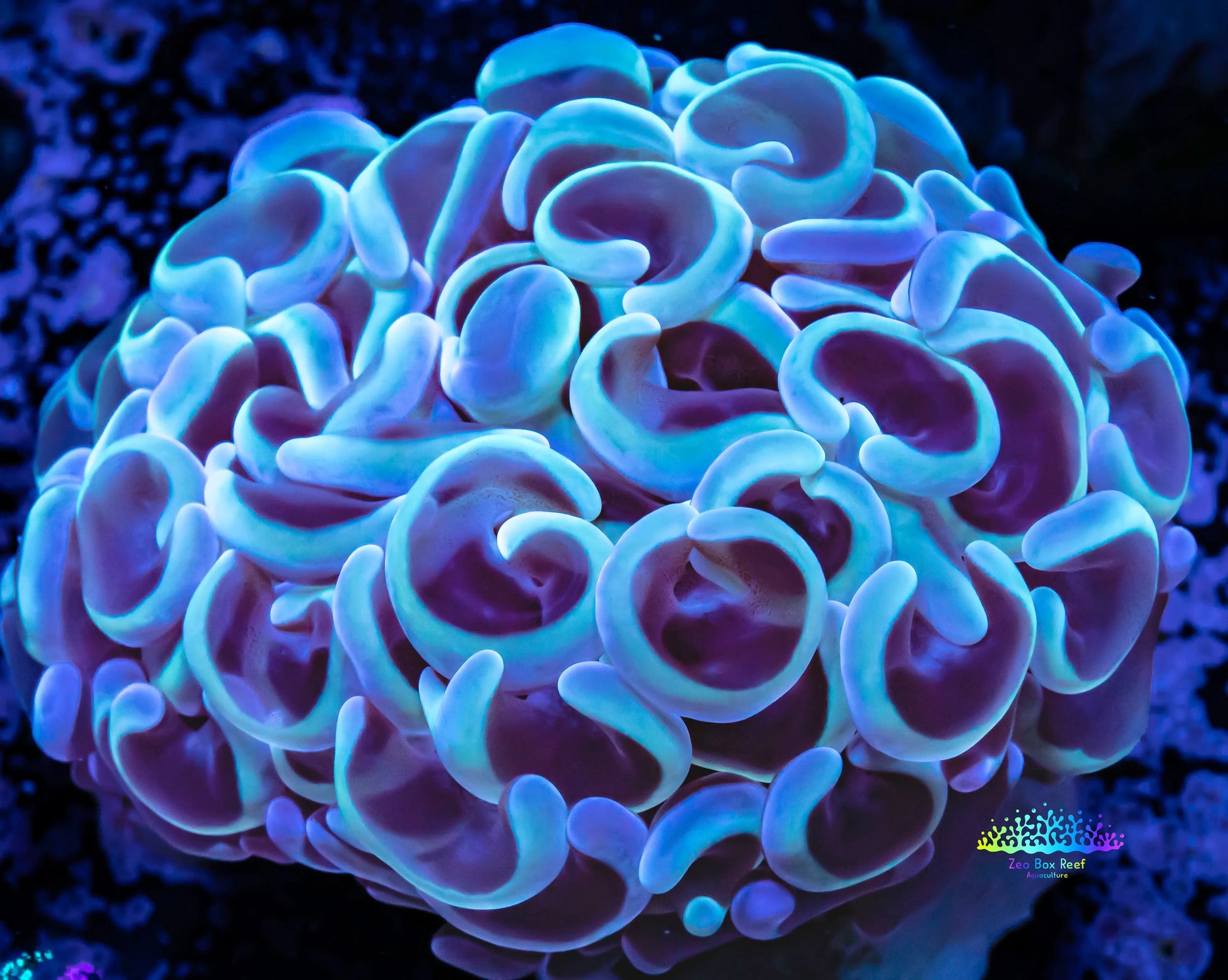 Hammer Coral WYSIWYG 5cm Hammer Coral WYSIWYG 5cm Aquarium Decor Hammer Coral WYSIWYG 5cm Zeo Box Reef