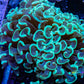 Hammer Coral WYSIWYG 5cm Hammer Coral WYSIWYG 5cm Aquarium Decor Hammer Coral WYSIWYG 5cm Zeo Box Reef