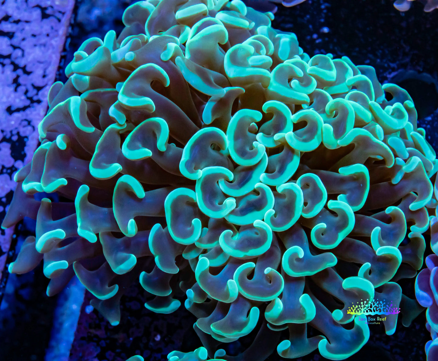 Hammer Coral WYSIWYG 5cm Hammer Coral WYSIWYG 5cm Aquarium Decor Hammer Coral WYSIWYG 5cm Zeo Box Reef