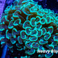 Hammer Coral WYSIWYG 5cm Hammer Coral WYSIWYG 5cm Aquarium Decor Hammer Coral WYSIWYG 5cm Zeo Box Reef