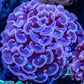 Hammer Coral WYSIWYG 6cm Hammer Coral WYSIWYG 6cm Aquarium Decor Hammer Coral WYSIWYG 6cm Zeo Box Reef