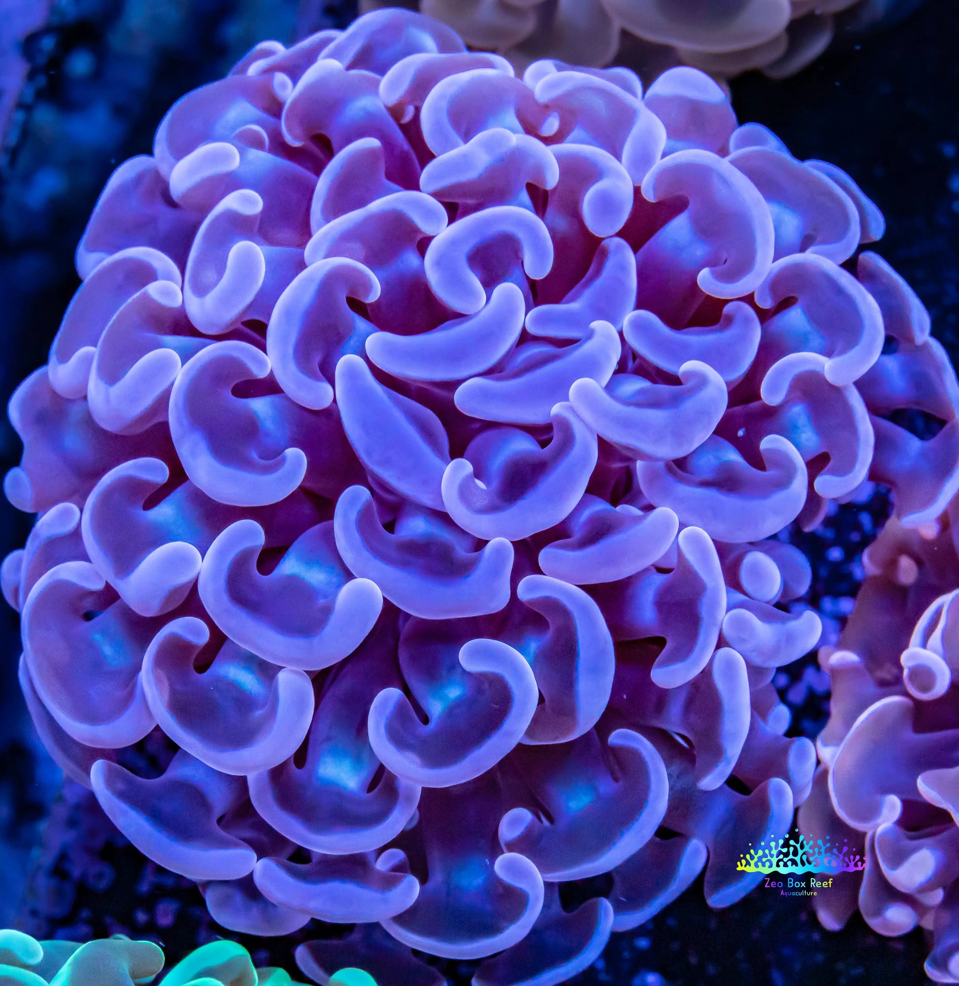Hammer Coral WYSIWYG 6cm Hammer Coral WYSIWYG 6cm Aquarium Decor Hammer Coral WYSIWYG 6cm Zeo Box Reef