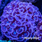 Hammer Coral WYSIWYG 6cm Hammer Coral WYSIWYG 6cm Aquarium Decor Hammer Coral WYSIWYG 6cm Zeo Box Reef