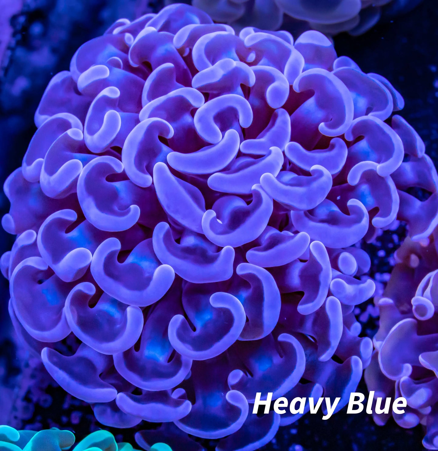 Hammer Coral WYSIWYG 6cm Hammer Coral WYSIWYG 6cm Aquarium Decor Hammer Coral WYSIWYG 6cm Zeo Box Reef