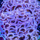 Hammer Coral WYSIWYG 6cm Hammer Coral WYSIWYG 6cm Aquarium Decor Hammer Coral WYSIWYG 6cm Zeo Box Reef