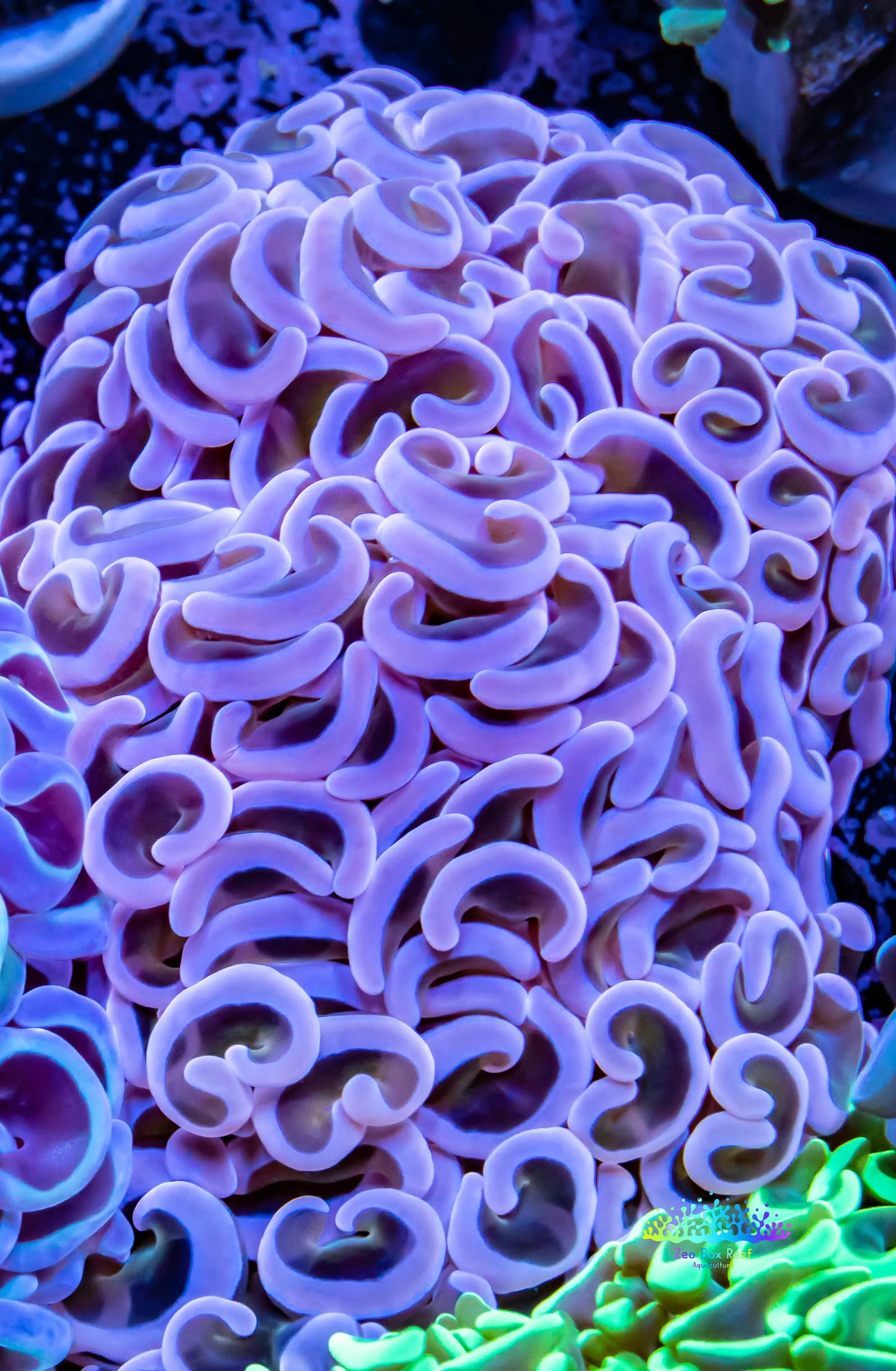 Hammer Coral WYSIWYG 6cm Hammer Coral WYSIWYG 6cm Aquarium Decor Hammer Coral WYSIWYG 6cm Zeo Box Reef