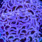 Hammer Coral WYSIWYG 6cm Hammer Coral WYSIWYG 6cm Aquarium Decor Hammer Coral WYSIWYG 6cm Zeo Box Reef