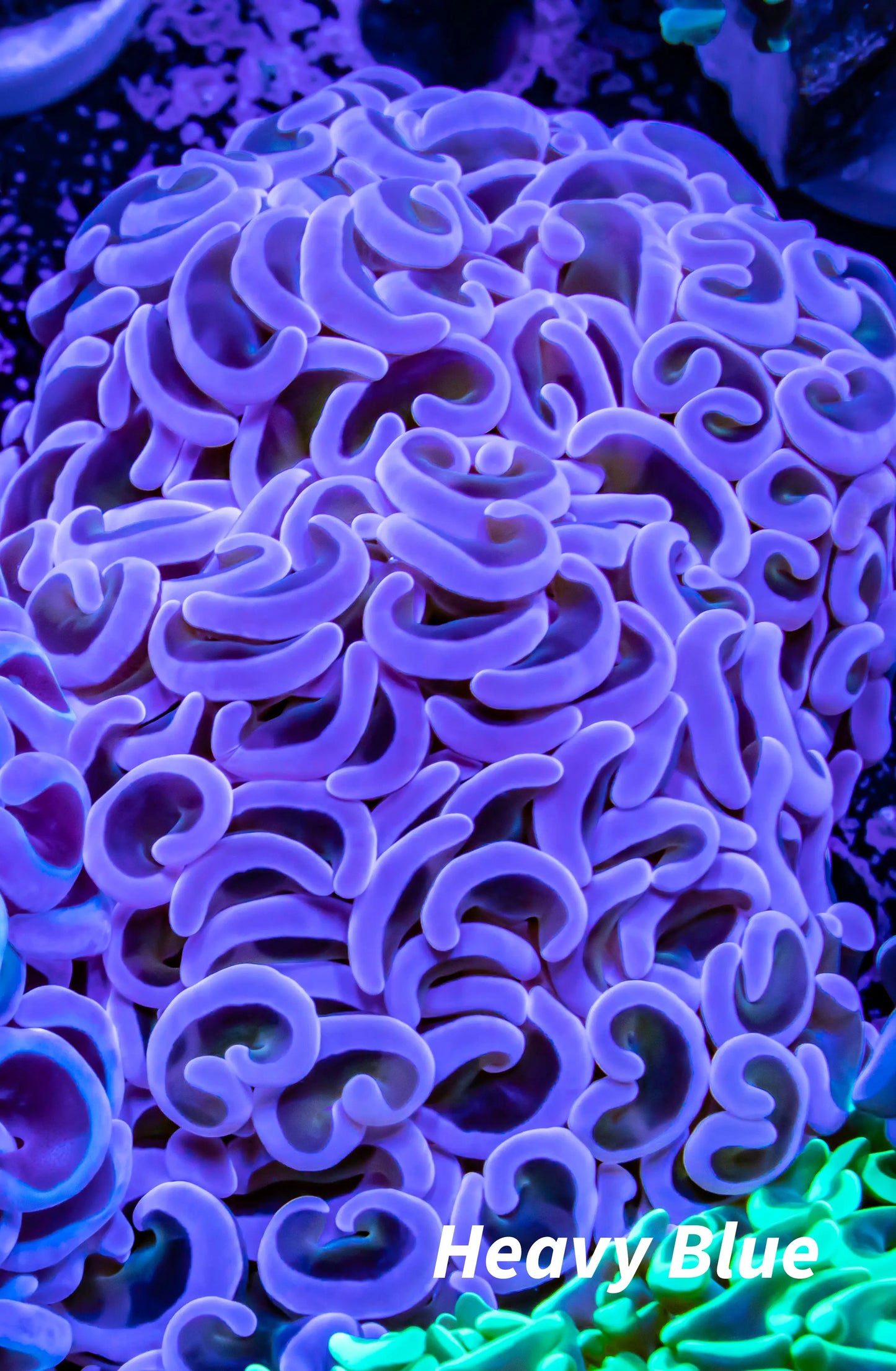 Hammer Coral WYSIWYG 6cm Hammer Coral WYSIWYG 6cm Aquarium Decor Hammer Coral WYSIWYG 6cm Zeo Box Reef