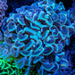 Hammer Coral WYSIWYG 6cm Hammer Coral WYSIWYG 6cm Aquarium Decor Hammer Coral WYSIWYG 6cm Zeo Box Reef