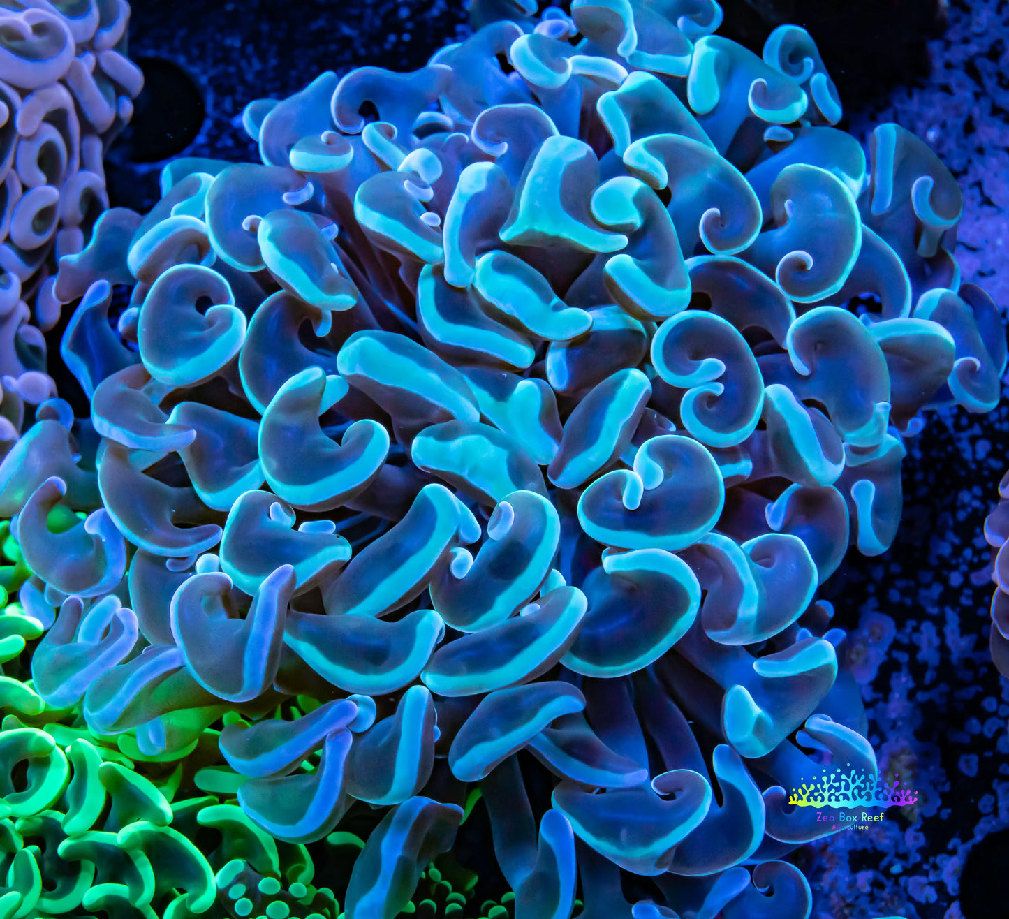 Hammer Coral WYSIWYG 6cm Hammer Coral WYSIWYG 6cm Aquarium Decor Hammer Coral WYSIWYG 6cm Zeo Box Reef
