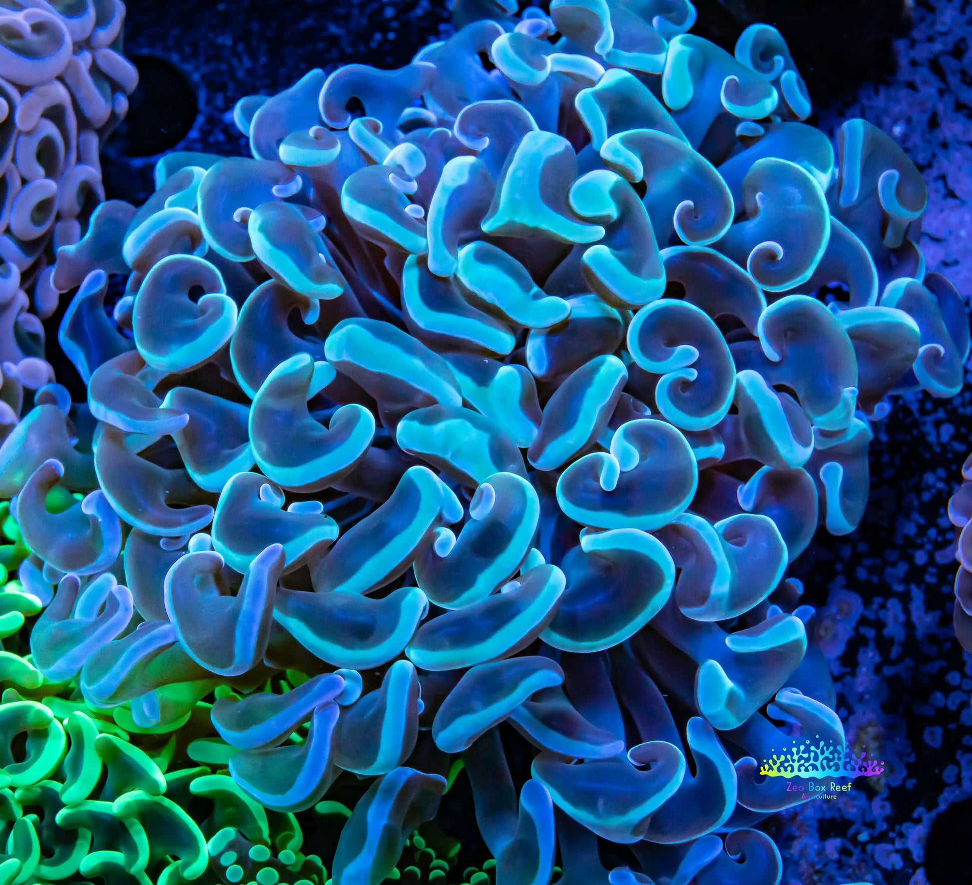 Hammer Coral WYSIWYG 6cm Hammer Coral WYSIWYG 6cm Aquarium Decor Hammer Coral WYSIWYG 6cm Zeo Box Reef
