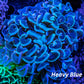 Hammer Coral WYSIWYG 6cm Hammer Coral WYSIWYG 6cm Aquarium Decor Hammer Coral WYSIWYG 6cm Zeo Box Reef