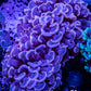 Hammer Coral WYSIWYG 6cm Hammer Coral WYSIWYG 6cm Aquarium Decor Hammer Coral WYSIWYG 6cm Zeo Box Reef