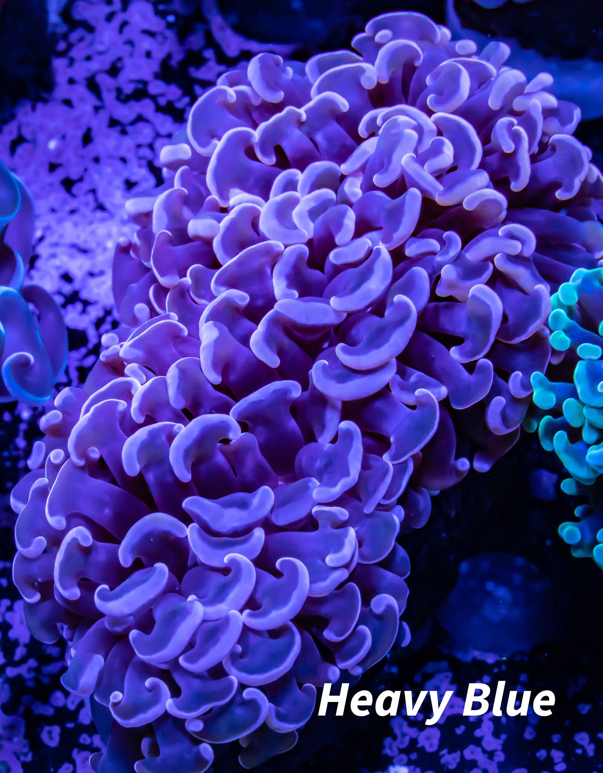 Hammer Coral WYSIWYG 6cm Hammer Coral WYSIWYG 6cm Aquarium Decor Hammer Coral WYSIWYG 6cm Zeo Box Reef