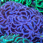 Hammer Coral WYSIWYG 7cm Hammer Coral WYSIWYG 7cm Aquarium Decor Hammer Coral WYSIWYG 7cm Zeo Box Reef