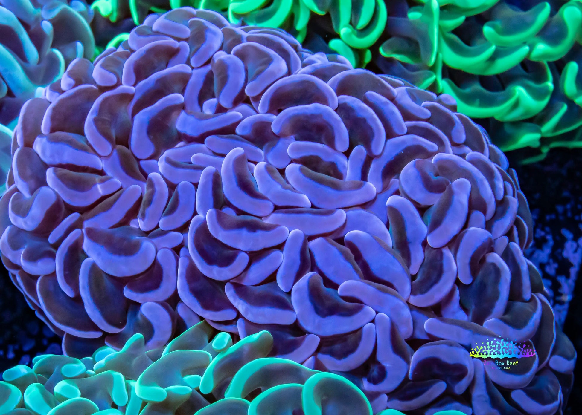 Hammer Coral WYSIWYG 7cm Hammer Coral WYSIWYG 7cm Aquarium Decor Hammer Coral WYSIWYG 7cm Zeo Box Reef