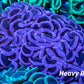 Hammer Coral WYSIWYG 7cm Hammer Coral WYSIWYG 7cm Aquarium Decor Hammer Coral WYSIWYG 7cm Zeo Box Reef