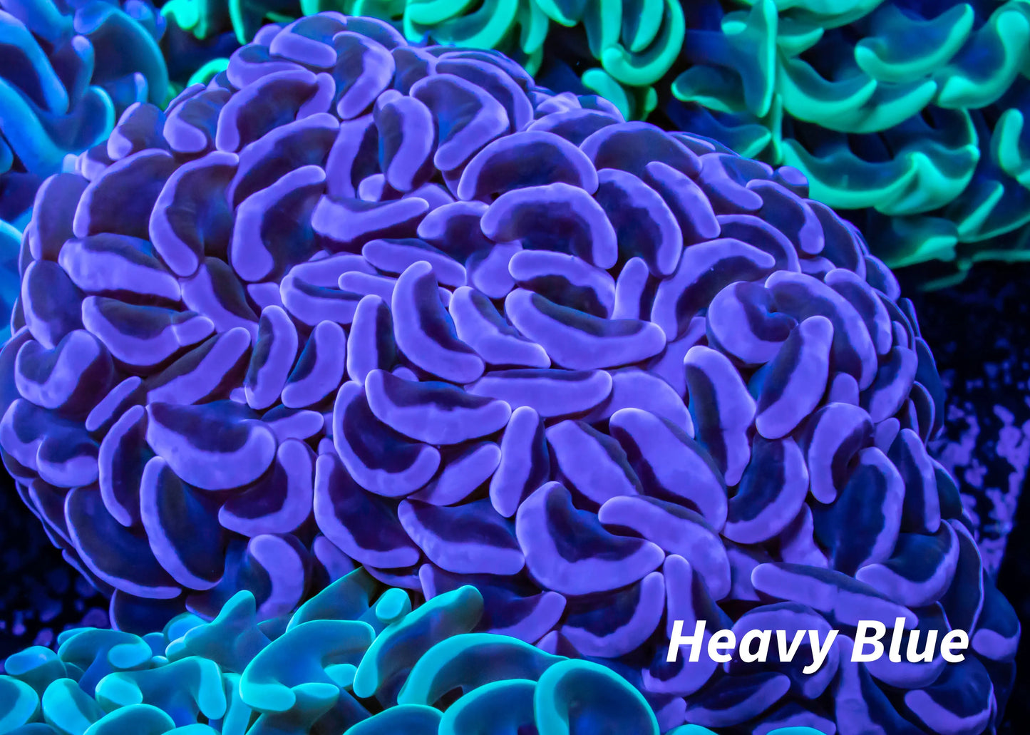 Hammer Coral WYSIWYG 7cm Hammer Coral WYSIWYG 7cm Aquarium Decor Hammer Coral WYSIWYG 7cm Zeo Box Reef