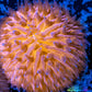 LPS - Disc Coral- Fungia  WYSIWYG 2.5cm LPS - Disc Coral- Fungia  WYSIWYG 2.5cm LPS LPS - Disc Coral- Fungia  WYSIWYG 2.5cm Zeo Box Reef
