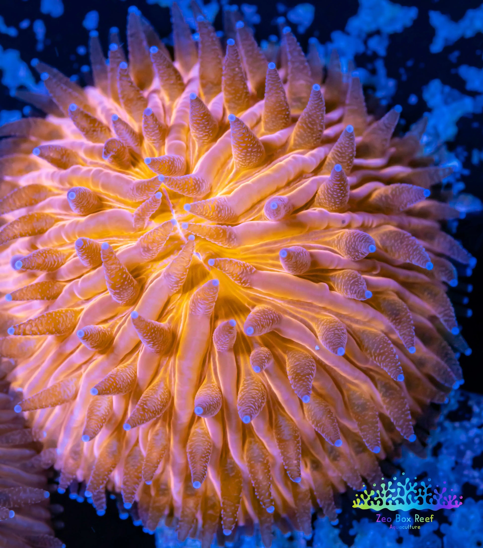 LPS - Disc Coral- Fungia  WYSIWYG 2.5cm LPS - Disc Coral- Fungia  WYSIWYG 2.5cm LPS LPS - Disc Coral- Fungia  WYSIWYG 2.5cm Zeo Box Reef
