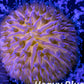 LPS - Disc Coral- Fungia  WYSIWYG 2.5cm LPS - Disc Coral- Fungia  WYSIWYG 2.5cm LPS LPS - Disc Coral- Fungia  WYSIWYG 2.5cm Zeo Box Reef