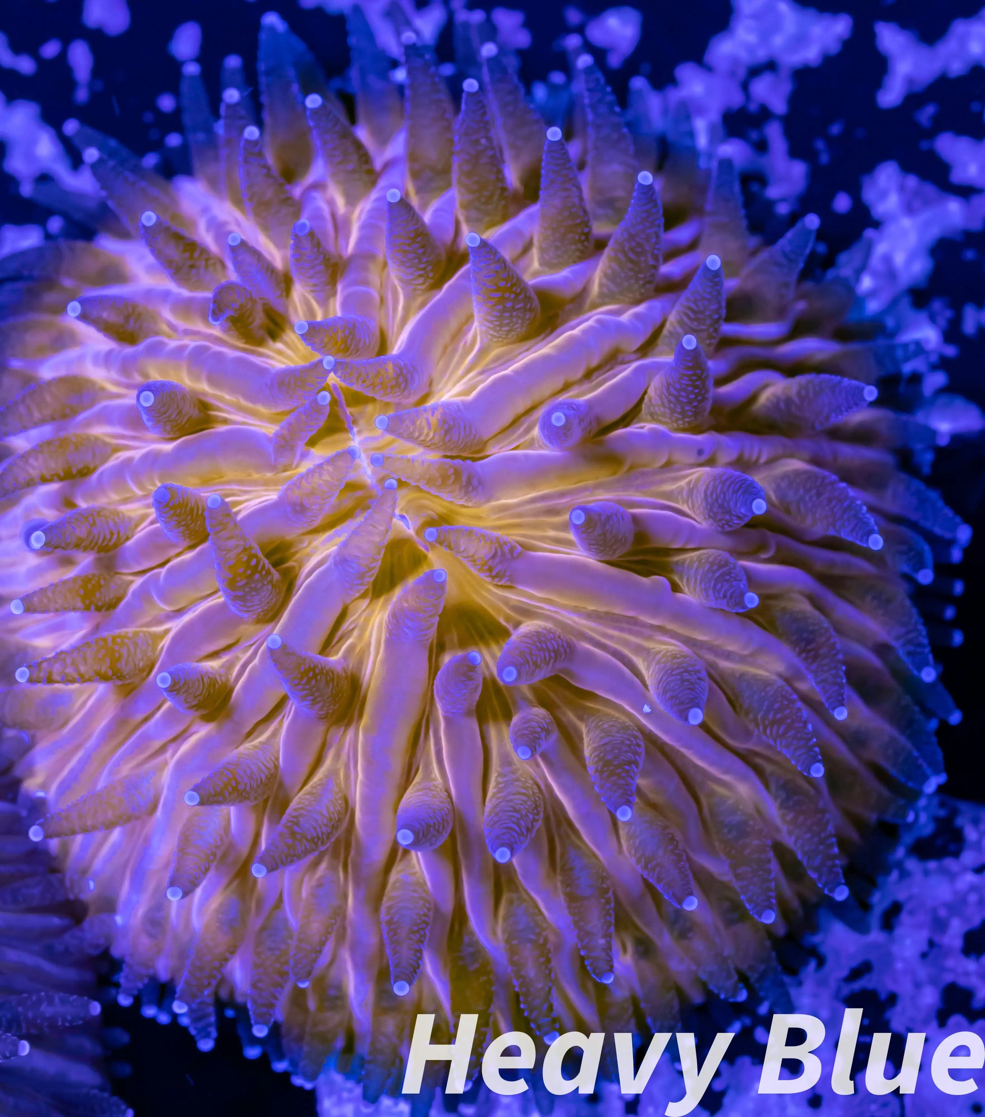 LPS - Disc Coral- Fungia  WYSIWYG 2.5cm LPS - Disc Coral- Fungia  WYSIWYG 2.5cm LPS LPS - Disc Coral- Fungia  WYSIWYG 2.5cm Zeo Box Reef