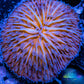 LPS - Disc Coral- Fungia  WYSIWYG 2.5cm LPS - Disc Coral- Fungia  WYSIWYG 2.5cm LPS LPS - Disc Coral- Fungia  WYSIWYG 2.5cm Zeo Box Reef