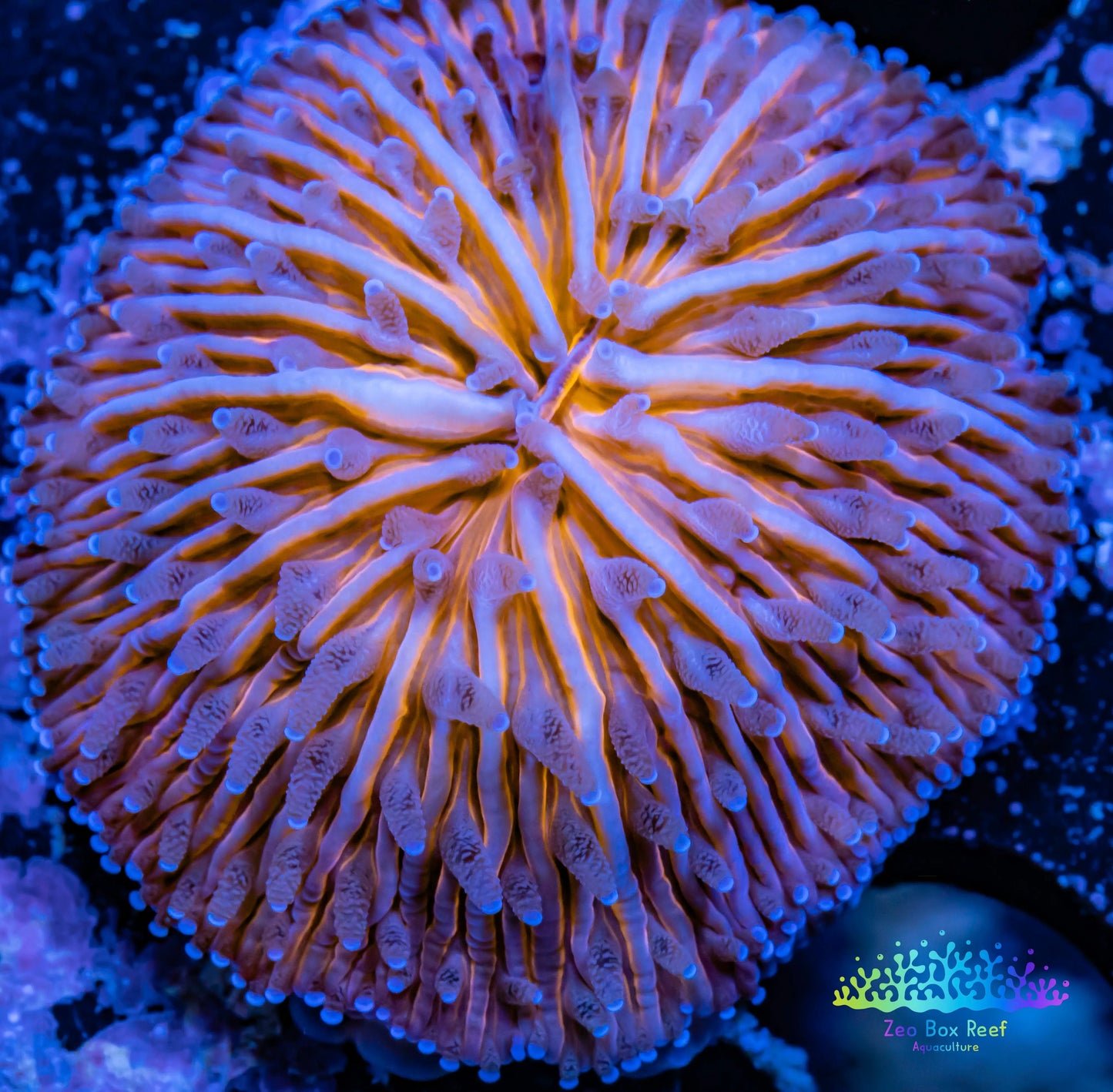 LPS - Disc Coral- Fungia  WYSIWYG 2.5cm LPS - Disc Coral- Fungia  WYSIWYG 2.5cm LPS LPS - Disc Coral- Fungia  WYSIWYG 2.5cm Zeo Box Reef