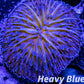LPS - Disc Coral- Fungia  WYSIWYG 2.5cm LPS - Disc Coral- Fungia  WYSIWYG 2.5cm LPS LPS - Disc Coral- Fungia  WYSIWYG 2.5cm Zeo Box Reef